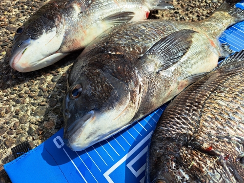 チヌの釣果