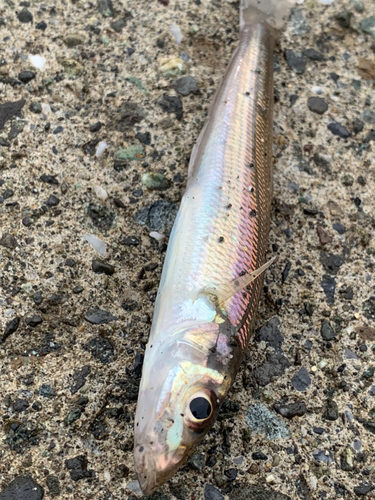 シロギスの釣果