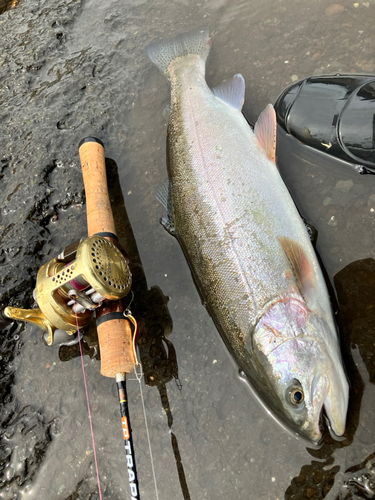 ニジマスの釣果