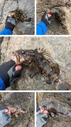 タケノコメバルの釣果