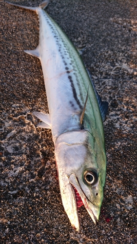 サゴシの釣果