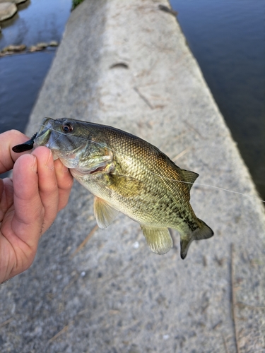 ラージマウスバスの釣果