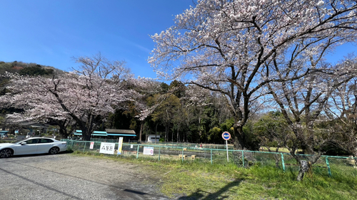 コイの釣果