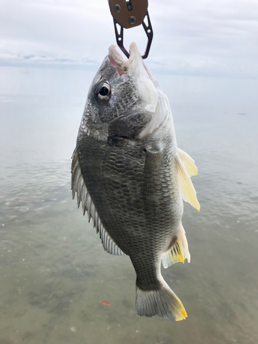 キビレの釣果