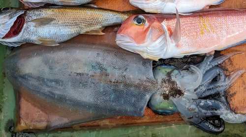 アオリイカの釣果