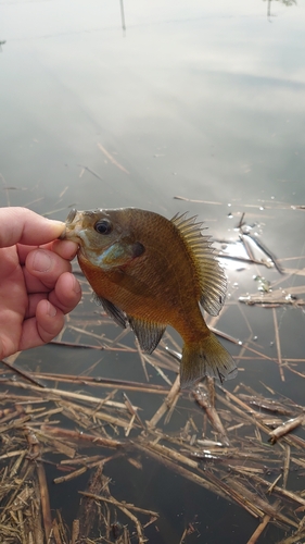 釣果