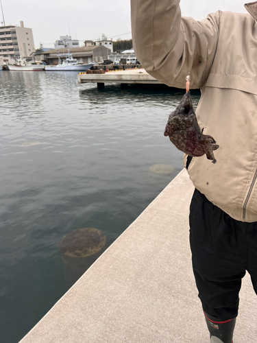 ナマコの釣果