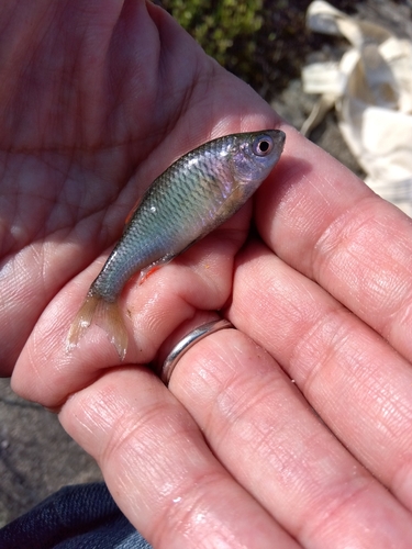 タナゴの釣果