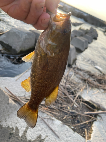 スモールマウスバスの釣果