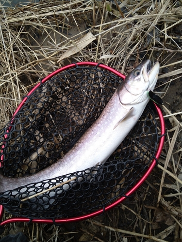 アメマスの釣果