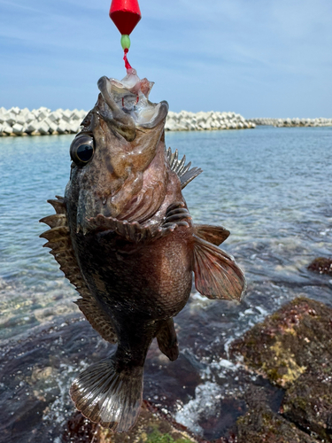 クロソイの釣果