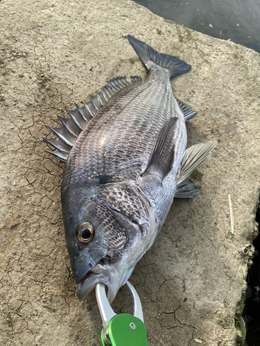 チヌの釣果