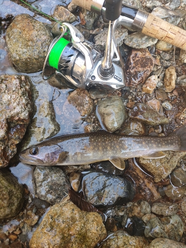 イワナの釣果