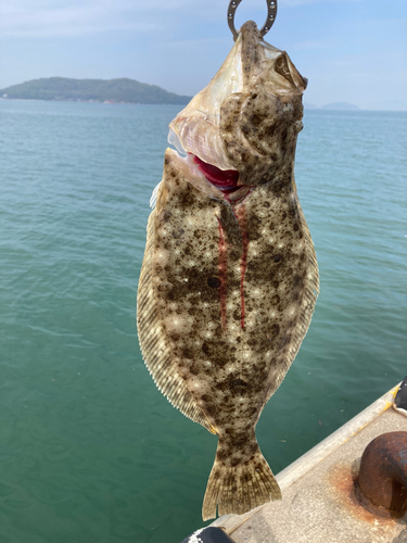 ヒラメの釣果