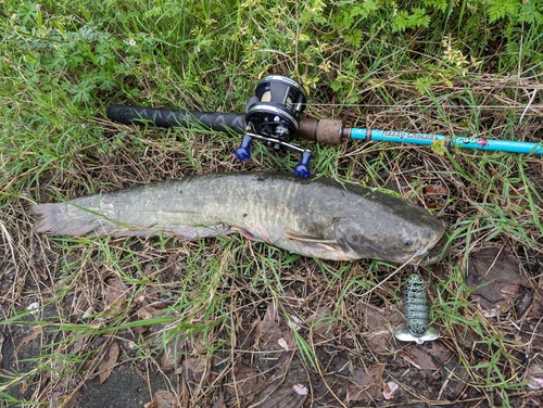 ナマズの釣果