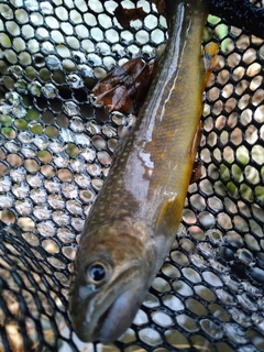 ニッコウイワナの釣果