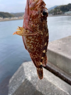 カサゴの釣果