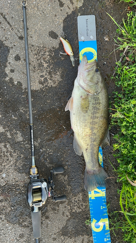 ブラックバスの釣果