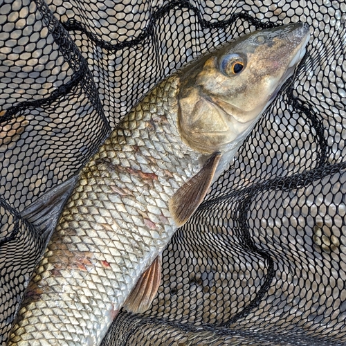 ニゴイの釣果