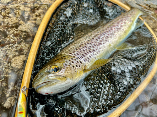 ブラウントラウトの釣果