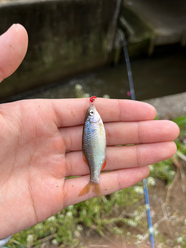 ヤリタナゴの釣果