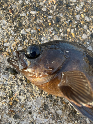 クロメバルの釣果