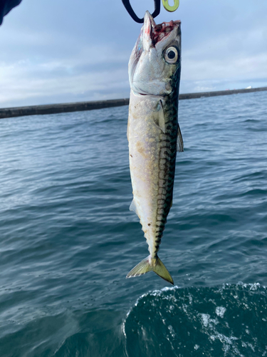 マサバの釣果