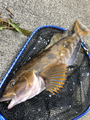 アイナメの釣果