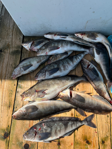 ホッケの釣果