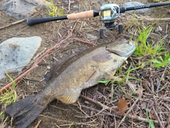 スモールマウスバスの釣果