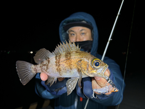 シロメバルの釣果