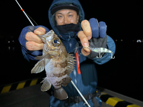 シロメバルの釣果