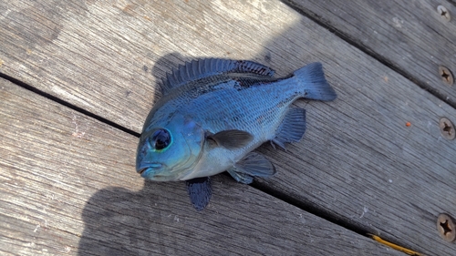 メジナの釣果