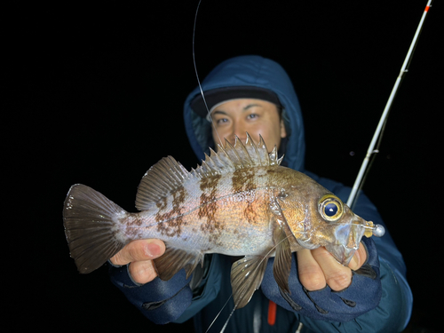 シロメバルの釣果