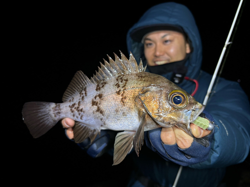 シロメバルの釣果