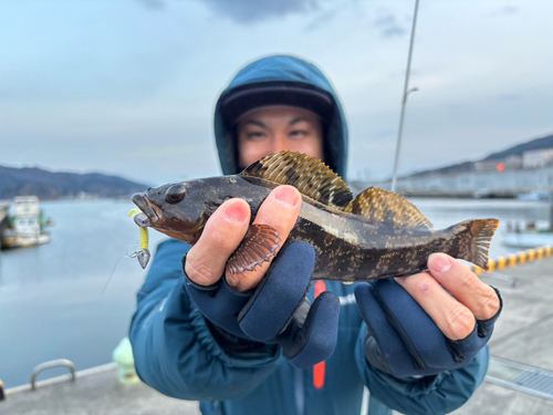 アイナメの釣果