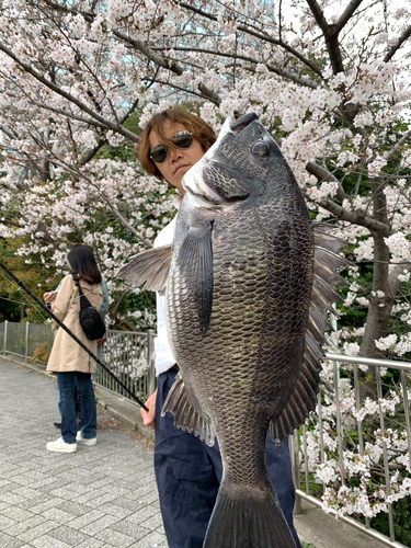 クロダイの釣果