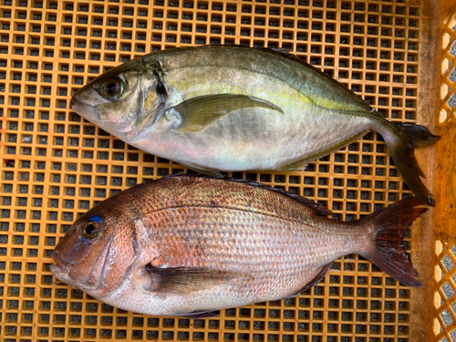 かまえ海上釣り堀 釣っちゃ王