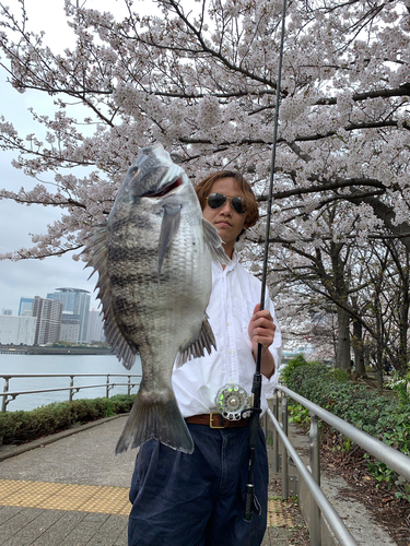 クロダイの釣果