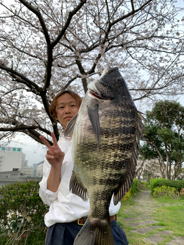 クロダイの釣果