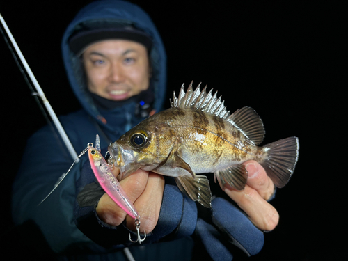 シロメバルの釣果