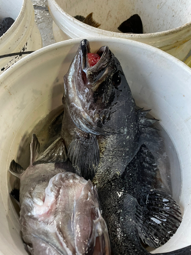 ソイの釣果