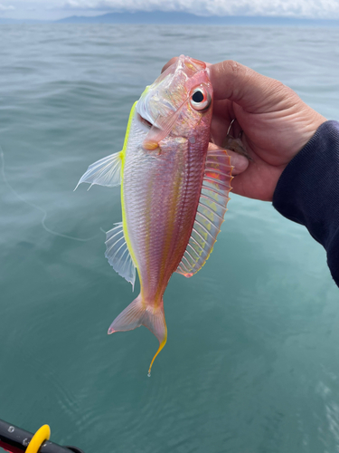 ソコイトヨリの釣果