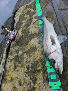 フッコ（マルスズキ）の釣果