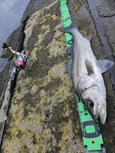 フッコ（マルスズキ）の釣果