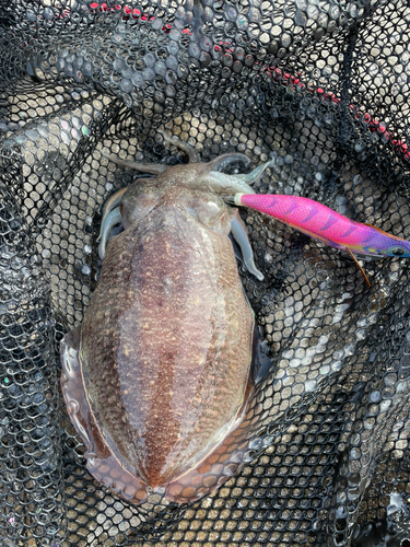 モンゴウイカの釣果