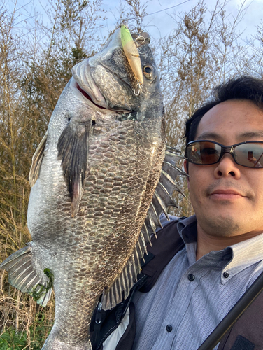 チヌの釣果