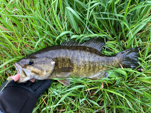 スモールマウスバスの釣果