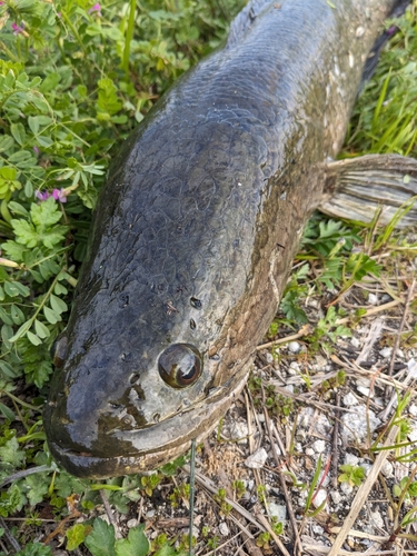 ライギョの釣果