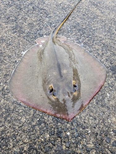 アカエイの釣果